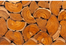 Teak- Tectona grandis