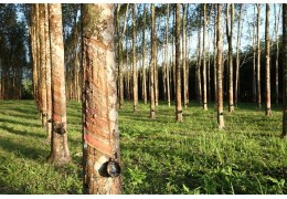 Ekologicky šetrné + zodpovědně získávané dřevo HEVEA