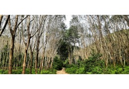 Hevea - základní zdroj obživy pro miliony obyvatel ostrovů jihovýchodní Asie